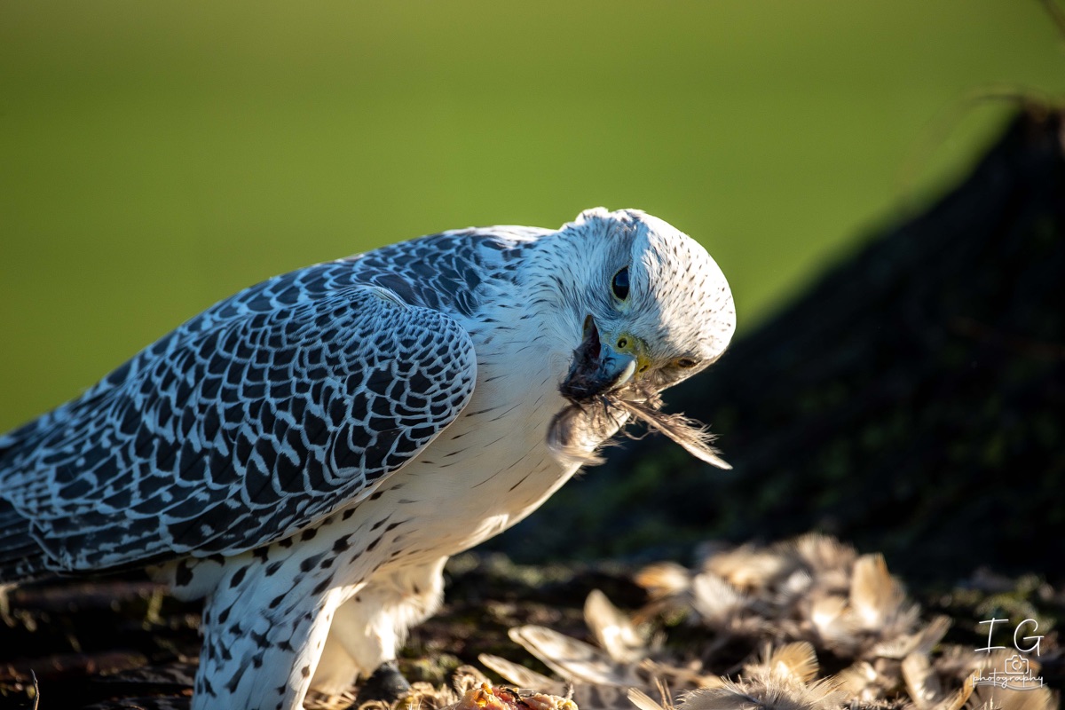  5D49886 21 november 2021 1212 07